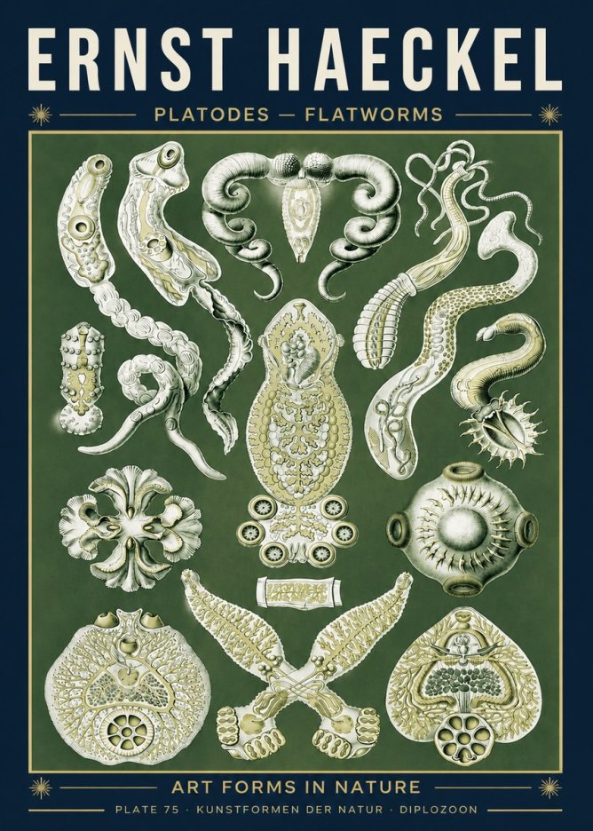 Ernst Haeckel Platodes – Flatworms No5 - Juliste
