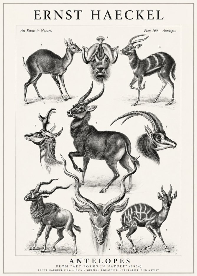 Ernst Haeckel Antelopes No1 - Juliste