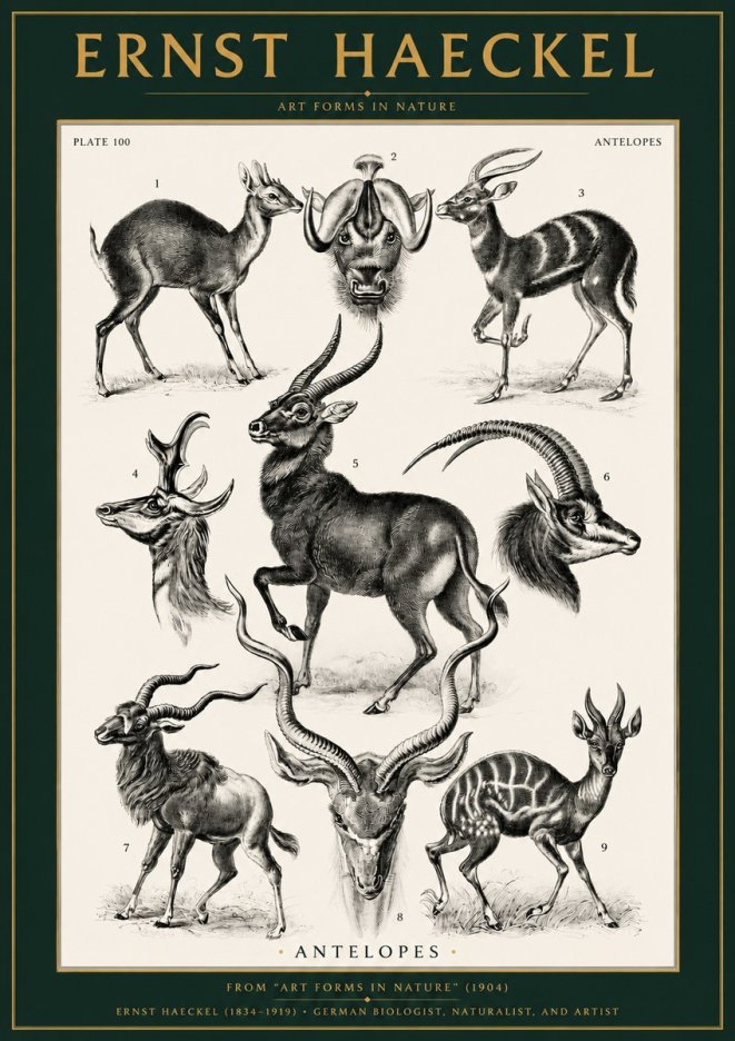 Ernst Haeckel Antelopes No2 - Juliste
