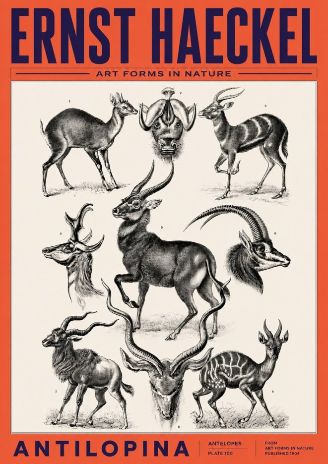Ernst Haeckel Antelopes No6 - Juliste