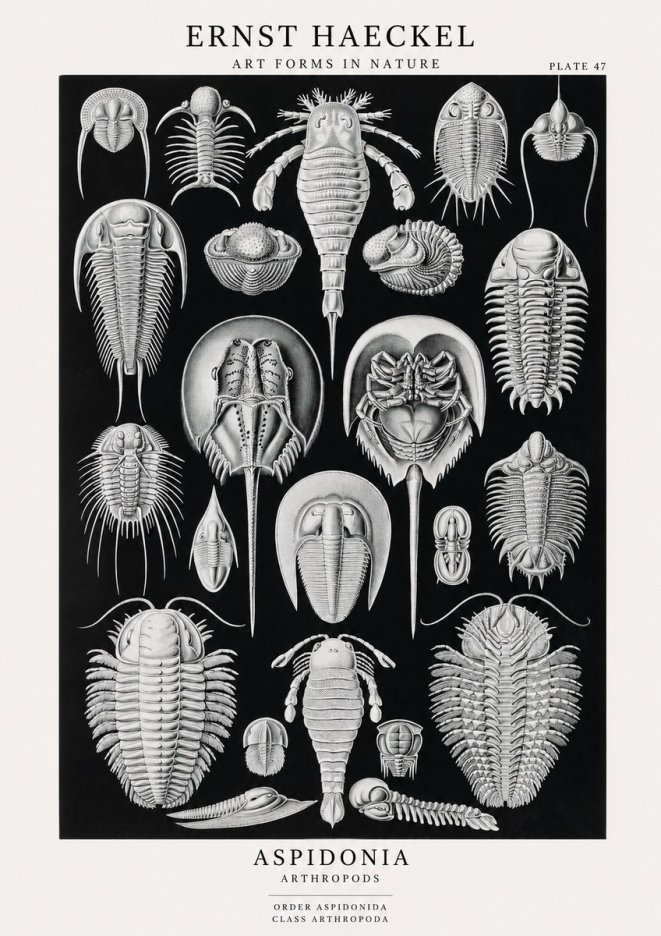 Ernst Haeckel Aspidonia No1 - Juliste