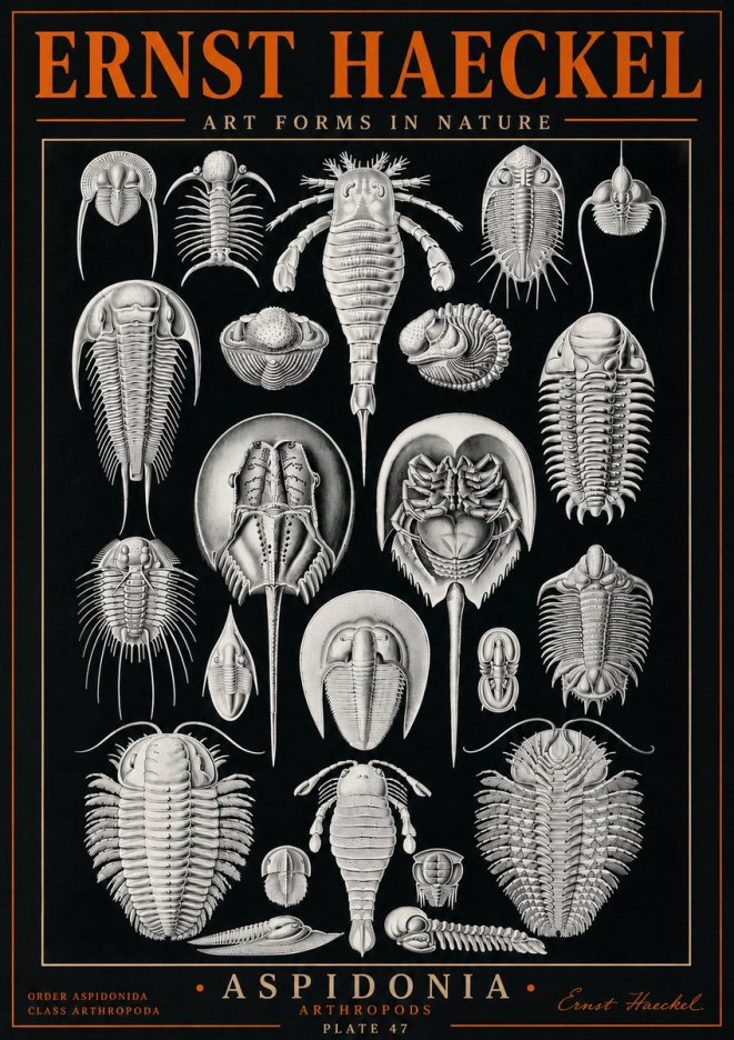 Ernst Haeckel Aspidonia No5 - Juliste