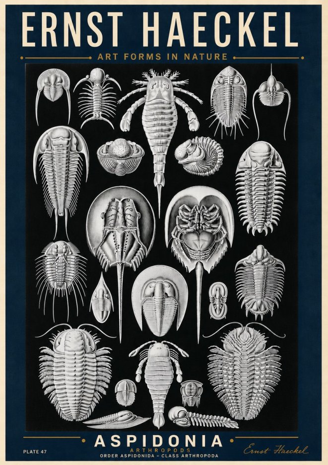 Ernst Haeckel Aspidonia No6 - Juliste