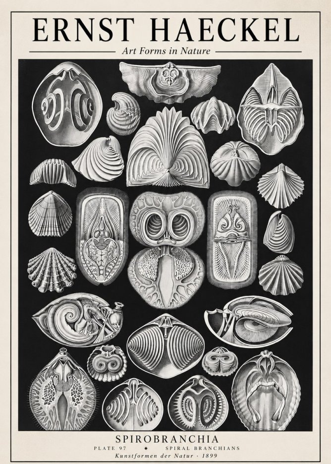 Ernst Haeckel Spirobranchia No1 - Juliste
