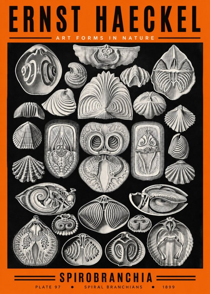 Ernst Haeckel Spirobranchia No2 - Juliste