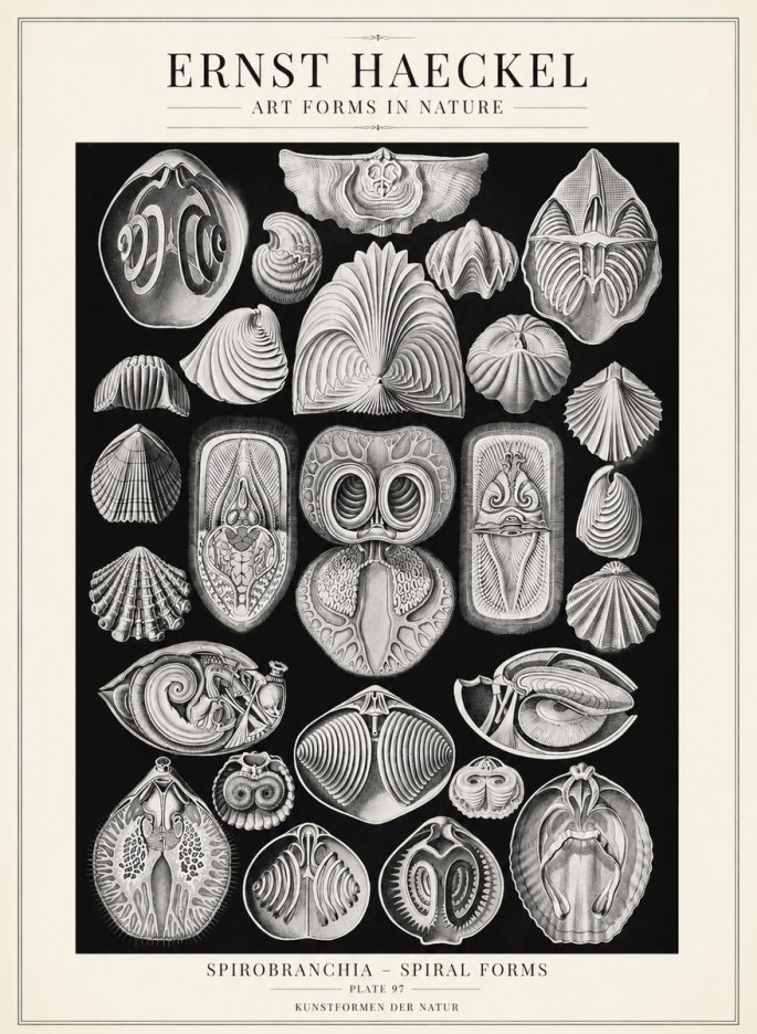 Ernst Haeckel Spirobranchia No4 - Juliste