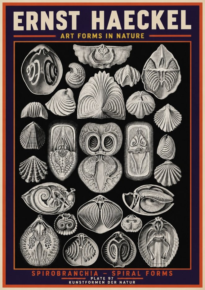 Ernst Haeckel Spirobranchia No5 - Juliste