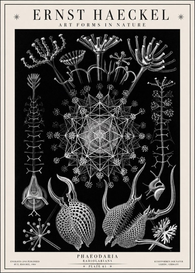 Ernst Haeckel Phaeodaria Radiolarians - Plate 61 No1 - Juliste