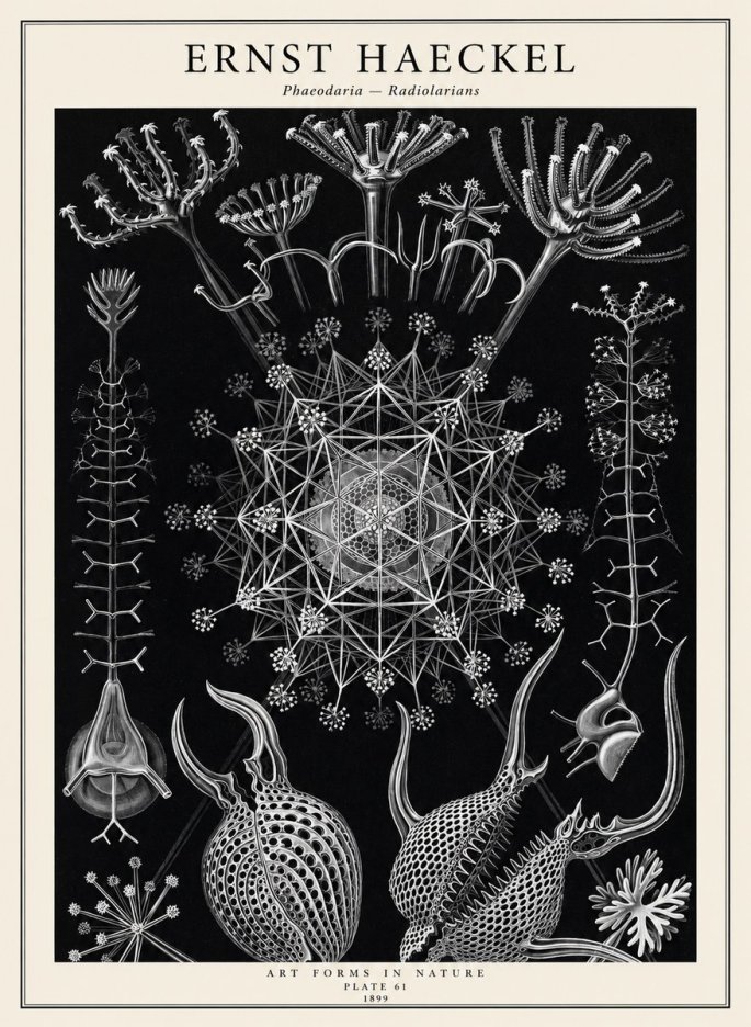 Ernst Haeckel Phaeodaria Radiolarians - Plate 61 No2 - Juliste