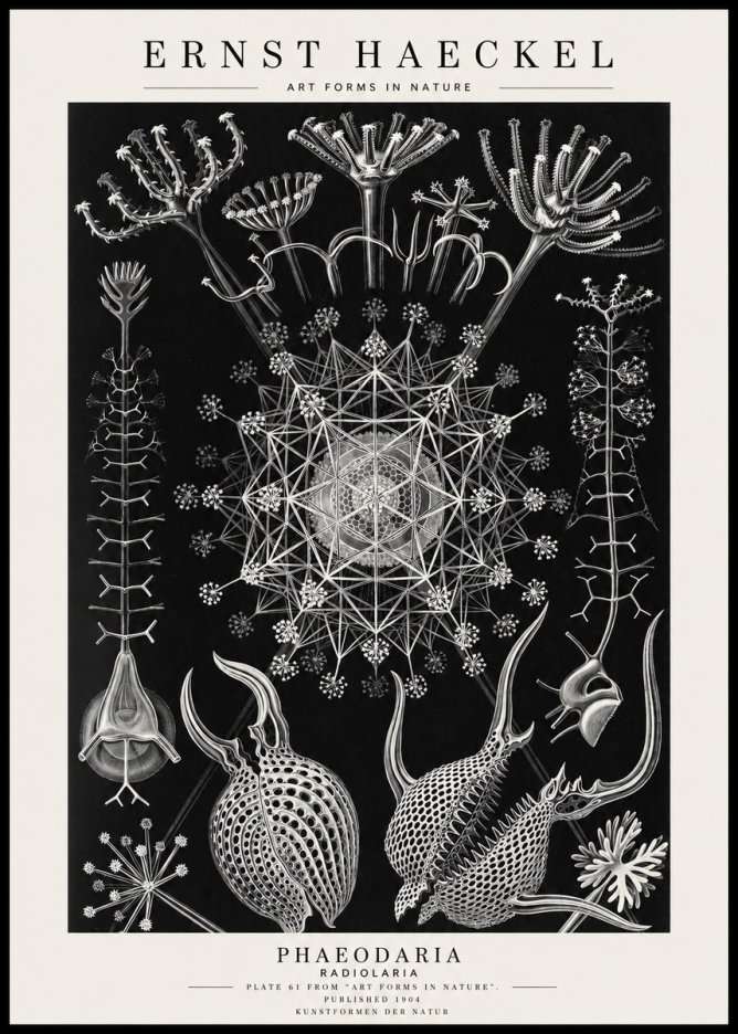 Ernst Haeckel Phaeodaria Radiolarians - Plate 61 No4 - Juliste