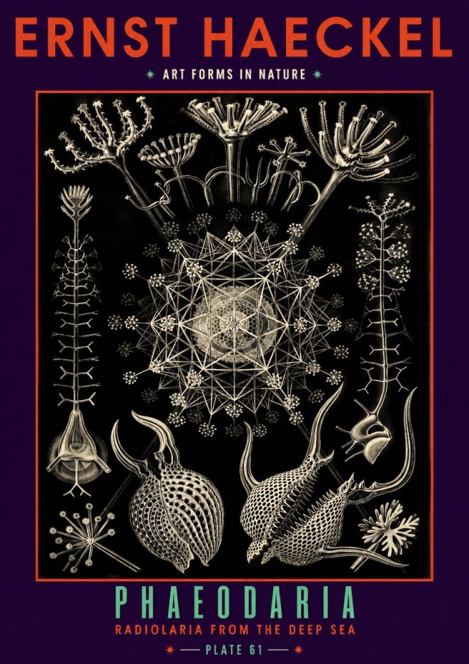 Ernst Haeckel Phaeodaria Radiolarians - Plate 61 No6 - Juliste