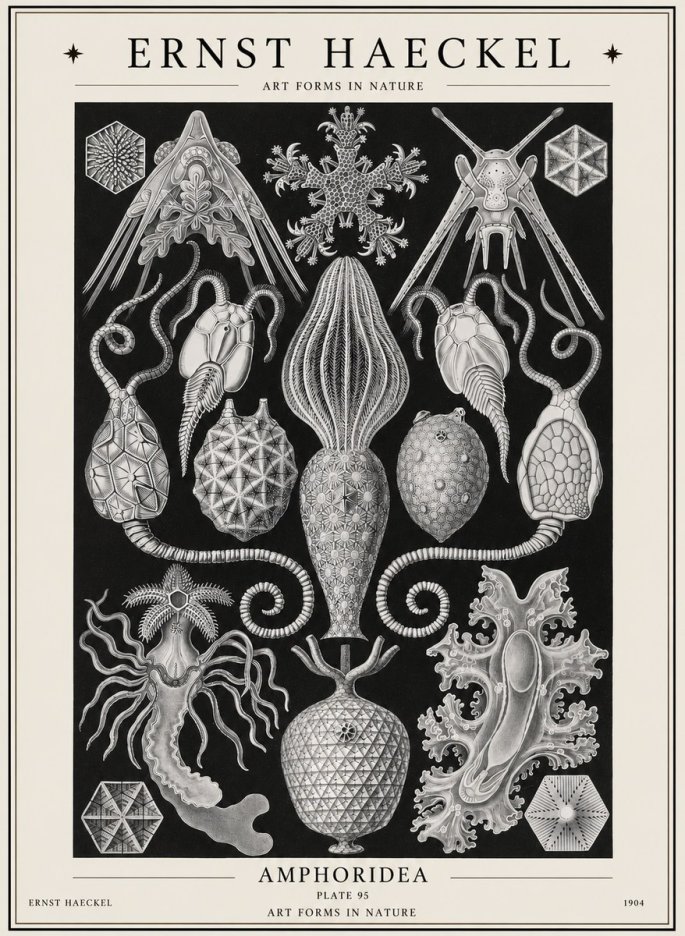 Ernst Haeckel Amphoridea No1 - Juliste