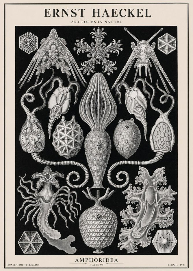 Ernst Haeckel Amphoridea No2 - Juliste