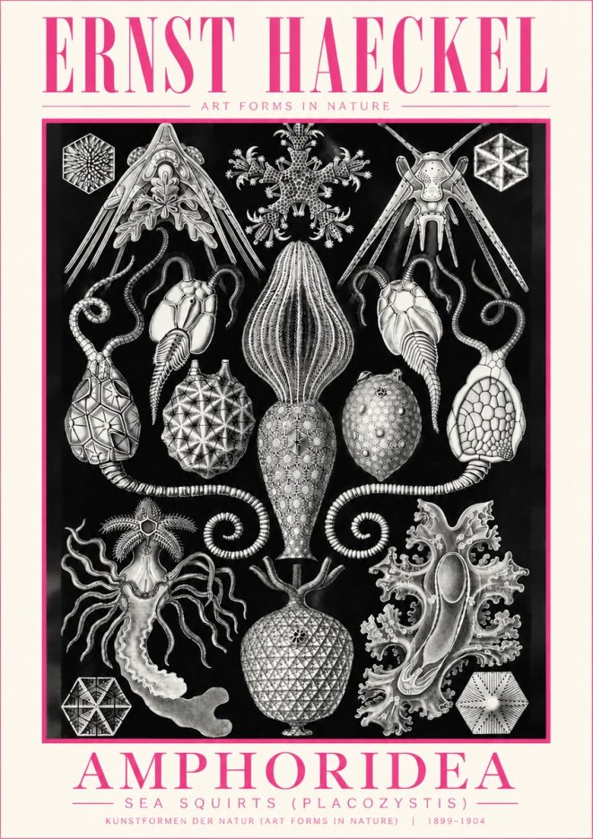 Ernst Haeckel Amphoridea No5 - Juliste