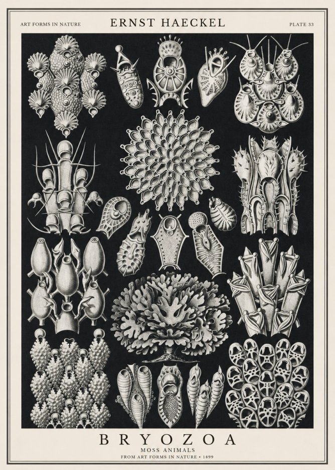 Ernst Haeckel Bryozoa No1 - Juliste