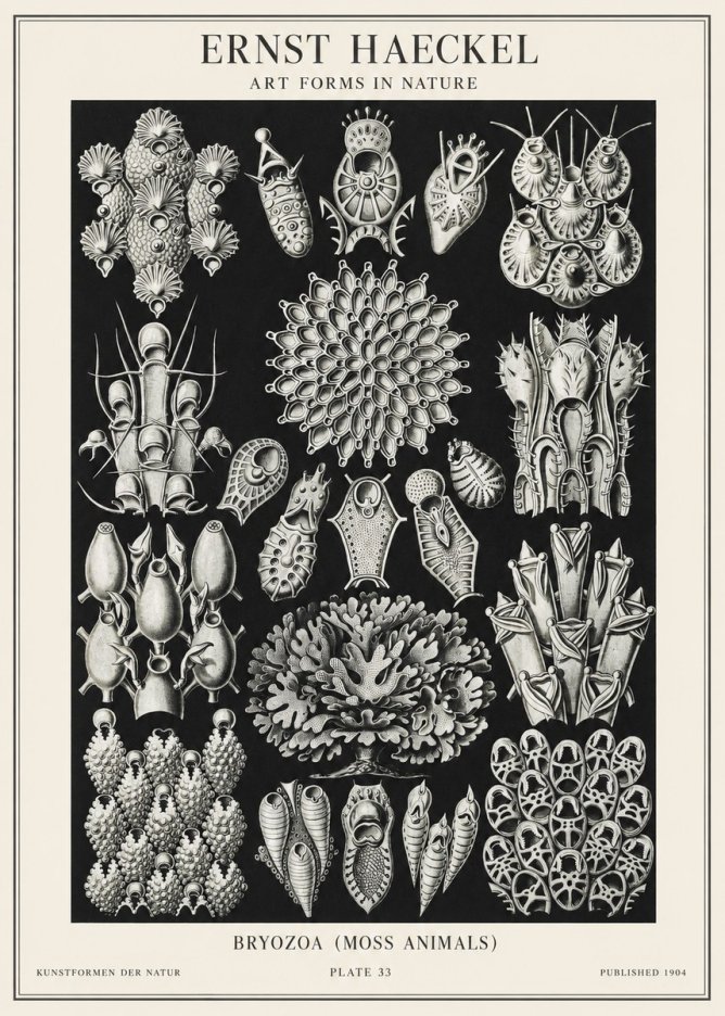 Ernst Haeckel Bryozoa No2 - Juliste