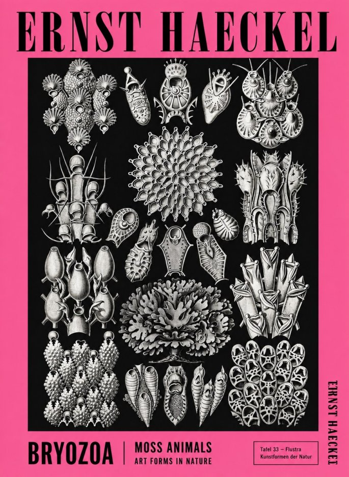Ernst Haeckel Bryozoa No4 - Juliste