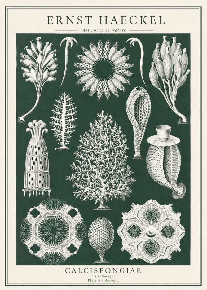 Ernst Haeckel Calcispongiae - Calcisponiges - Plate 5 - Asconia No1 - Juliste