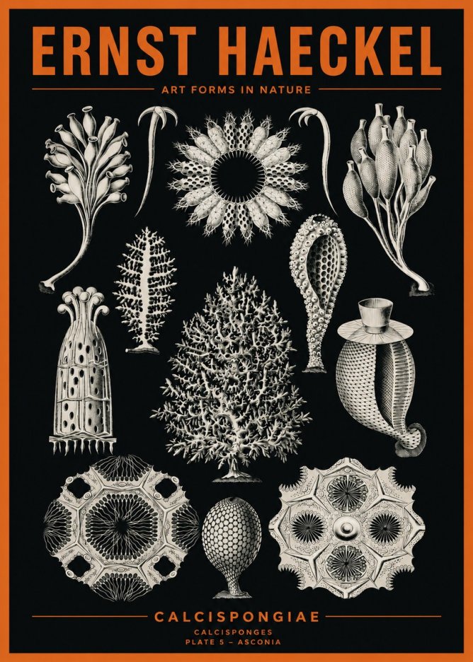 Ernst Haeckel Calcispongiae - Calcisponiges - Plate 5 - Asconia No2 - Juliste