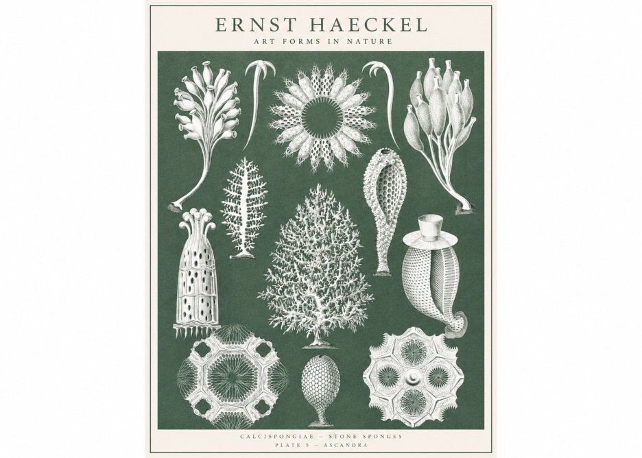 Ernst Haeckel Calcispongiae - Calcisponiges - Plate 5 - Asconia No3 - Juliste