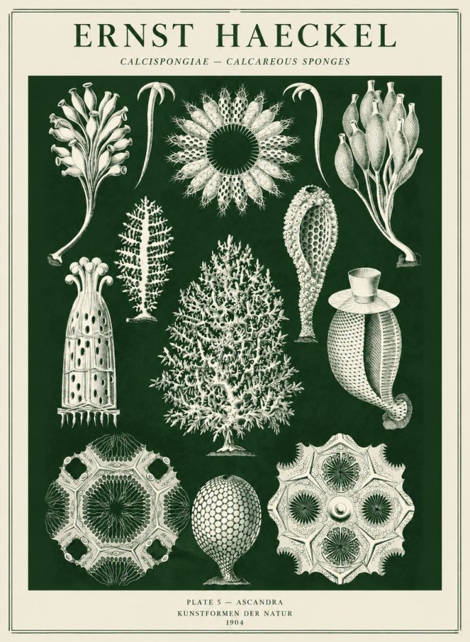 Ernst Haeckel Calcispongiae - Calcisponiges - Plate 5 - Asconia No5 - Juliste