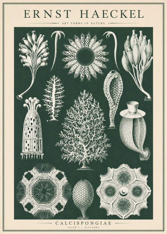 Ernst Haeckel Calcispongiae - Calcisponiges - Plate 5 - Asconia No6 - Juliste