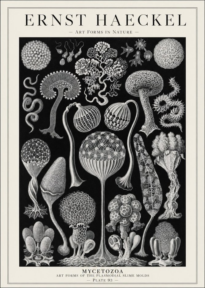 Ernst Haeckel Mycetozoa No1 - Juliste
