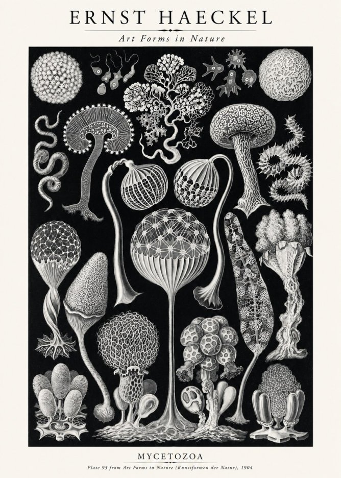 Ernst Haeckel Mycetozoa No2 - Juliste