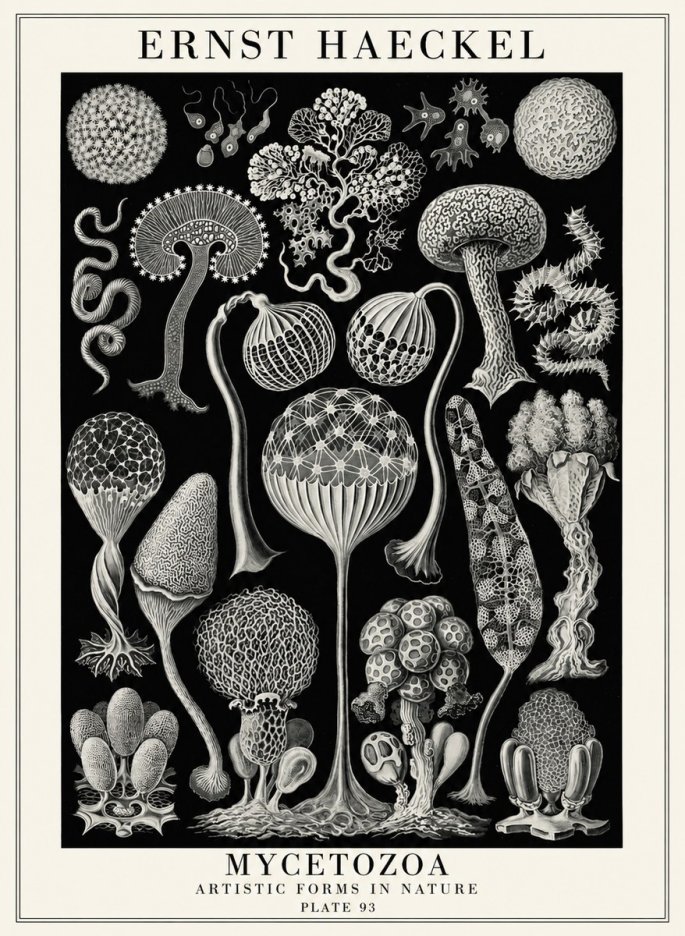 Ernst Haeckel Mycetozoa No4 - Juliste