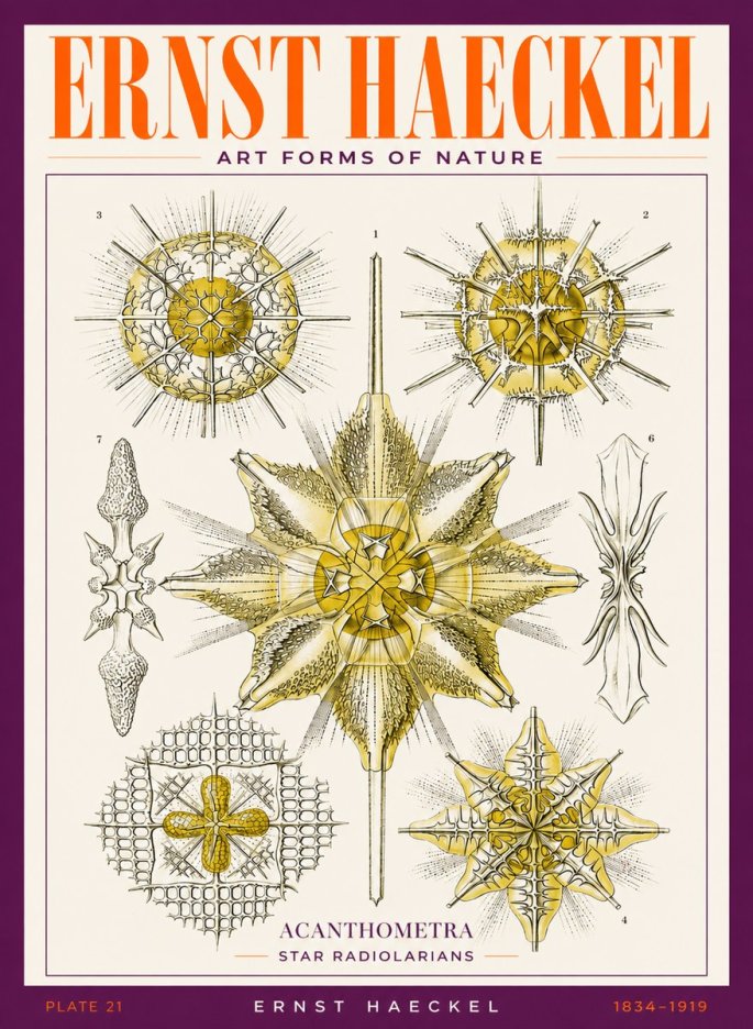 Ernst Haeckel Acanthometra - Star Radiolarians No3 - Juliste