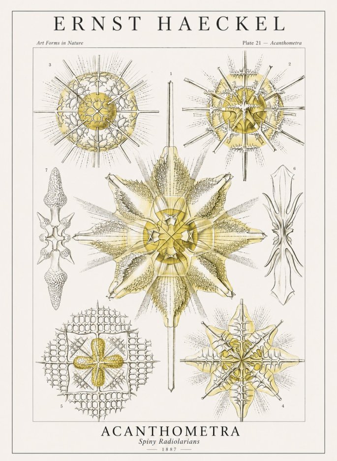 Ernst Haeckel Acanthometra - Star Radiolarians No4 - Juliste