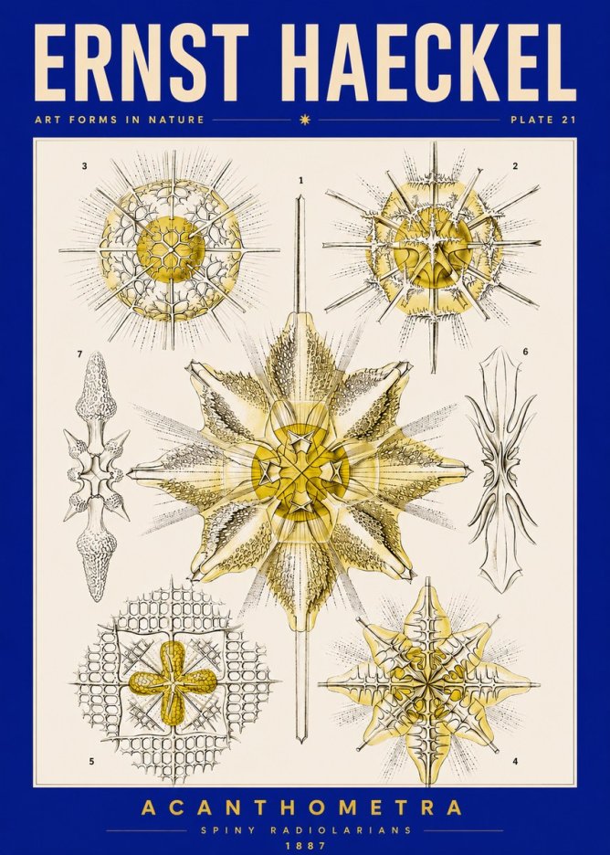 Ernst Haeckel Acanthometra - Star Radiolarians No5 - Juliste