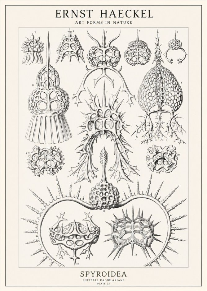 Ernst Haeckel Spyroidea - Puffball Radiolarians - Plate 22 No1 - Juliste