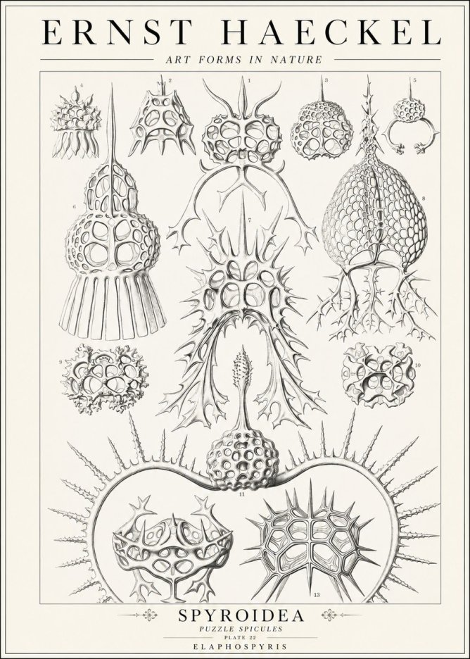 Ernst Haeckel Spyroidea - Puffball Radiolarians - Plate 22 No2 - Juliste