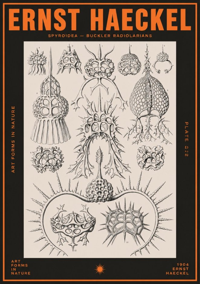 Ernst Haeckel Spyroidea - Puffball Radiolarians - Plate 22 No5 - Juliste
