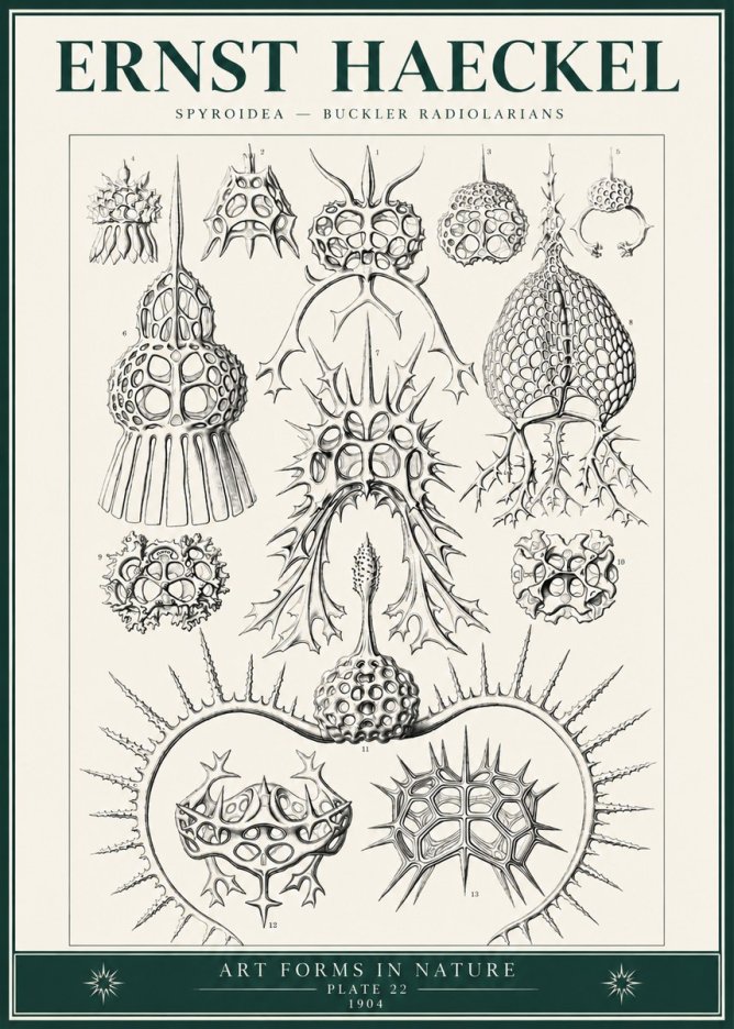 Ernst Haeckel Spyroidea - Puffball Radiolarians - Plate 22 No6 - Juliste
