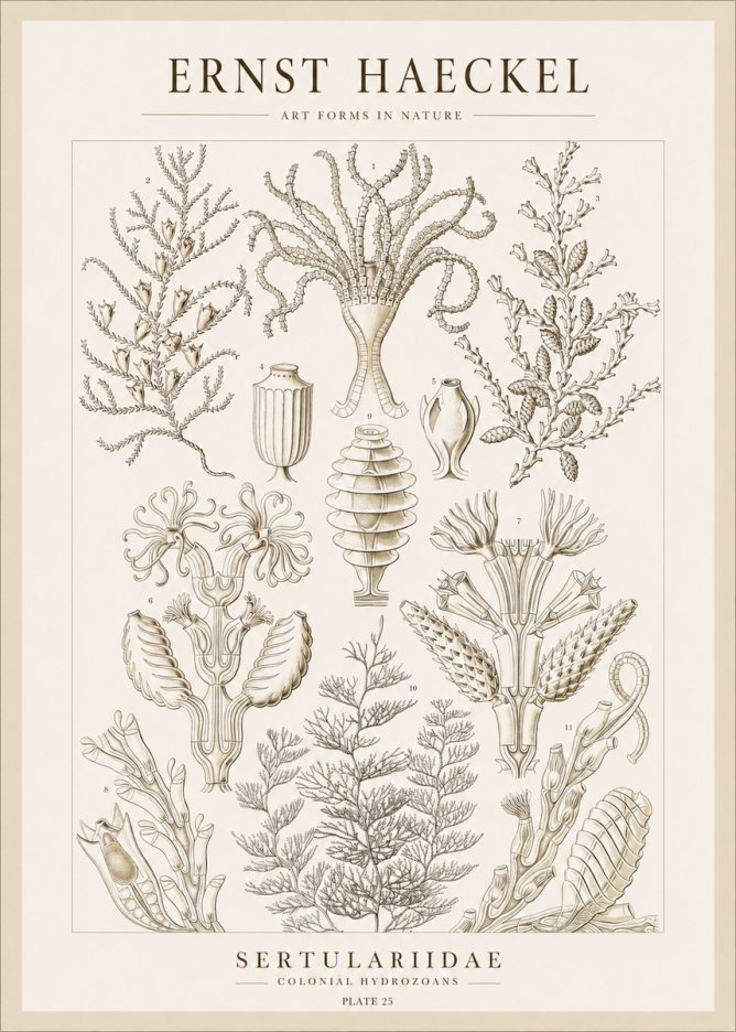 Ernst Haeckel Sertulariidae No1 - Juliste