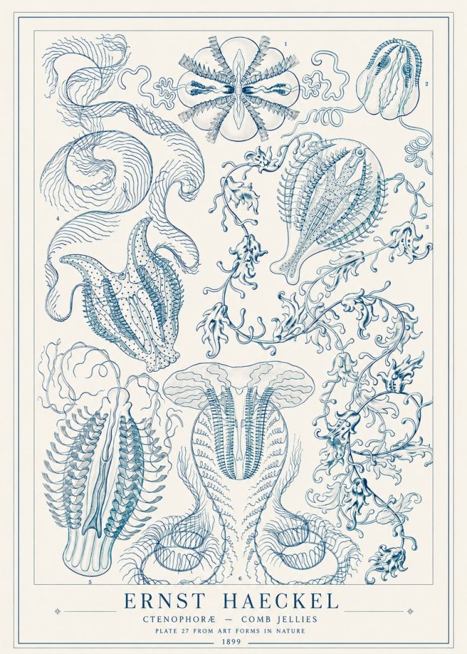 Ernst Haeckel Ctenophoræ – Comb Jellies No1 - Juliste