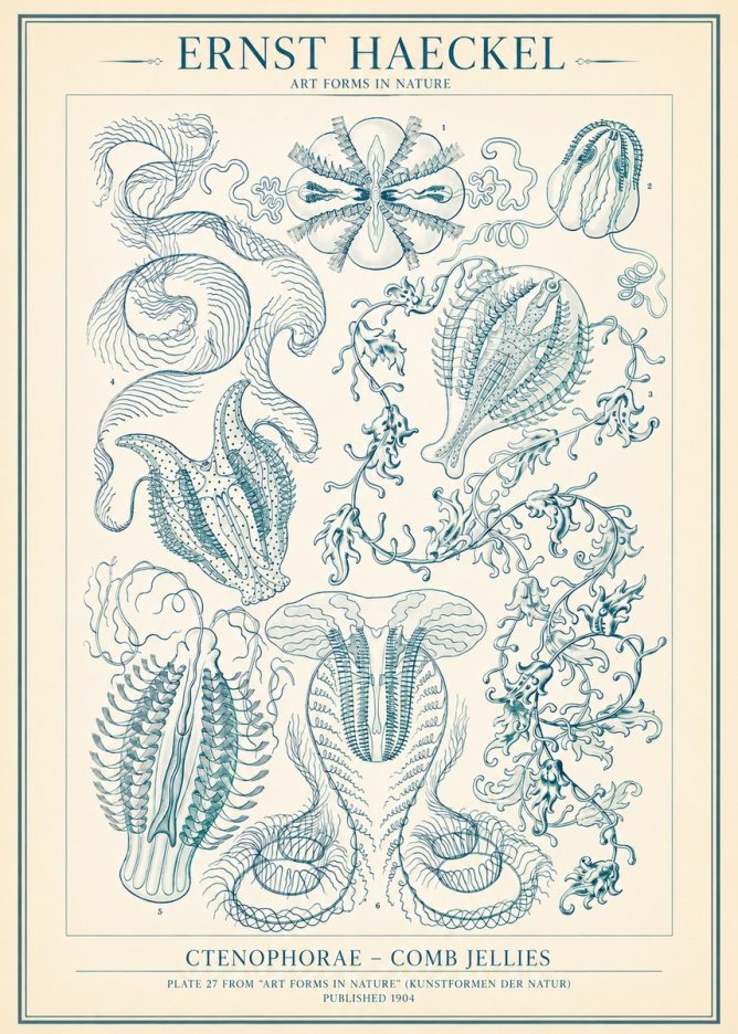 Ernst Haeckel Ctenophoræ – Comb Jellies No2 - Juliste