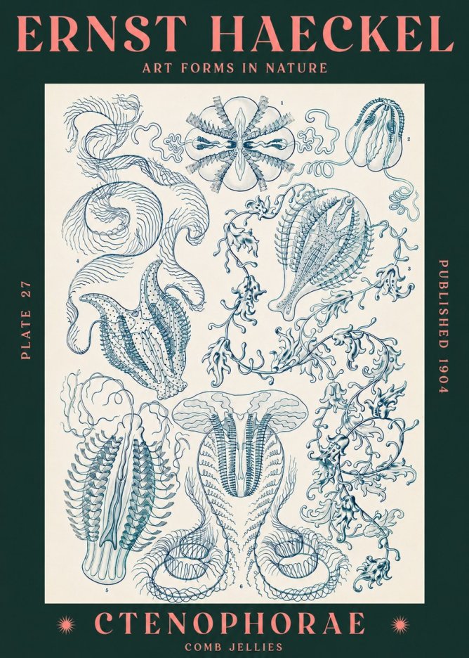 Ernst Haeckel Ctenophoræ – Comb Jellies No3 - Juliste