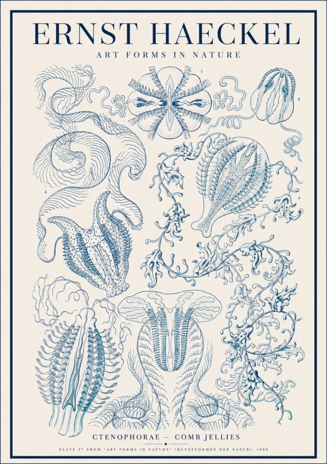 Ernst Haeckel Ctenophoræ – Comb Jellies No4 - Juliste