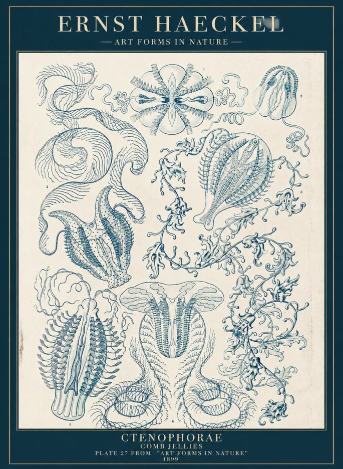 Ernst Haeckel Ctenophoræ – Comb Jellies No5 - Juliste