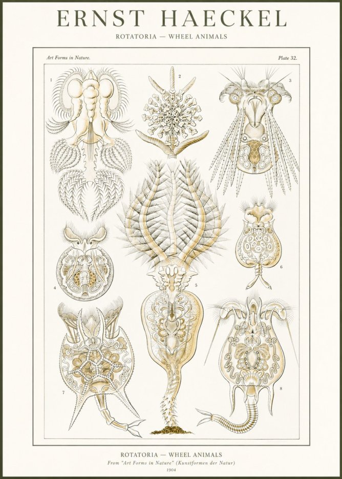 Ernst Haeckel Rotatoria - Wheel Animals No2 - Juliste
