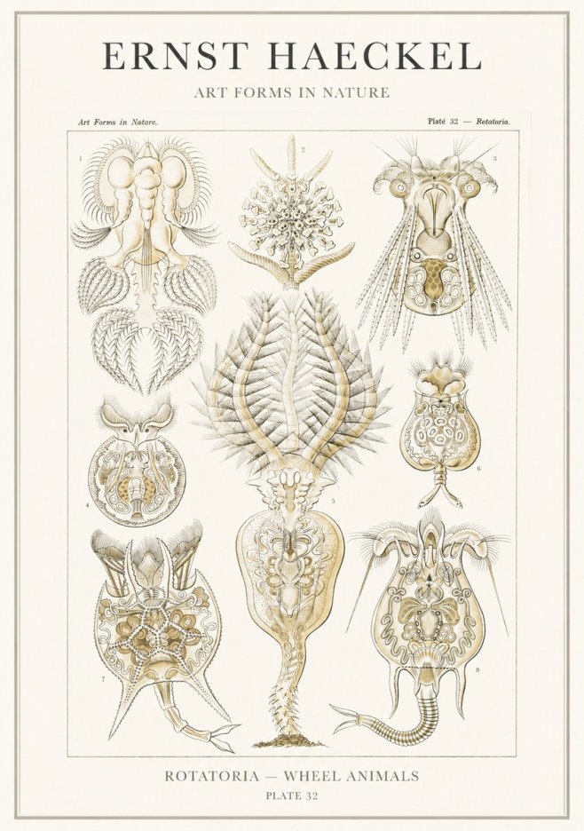 Ernst Haeckel Rotatoria - Wheel Animals No3 - Juliste