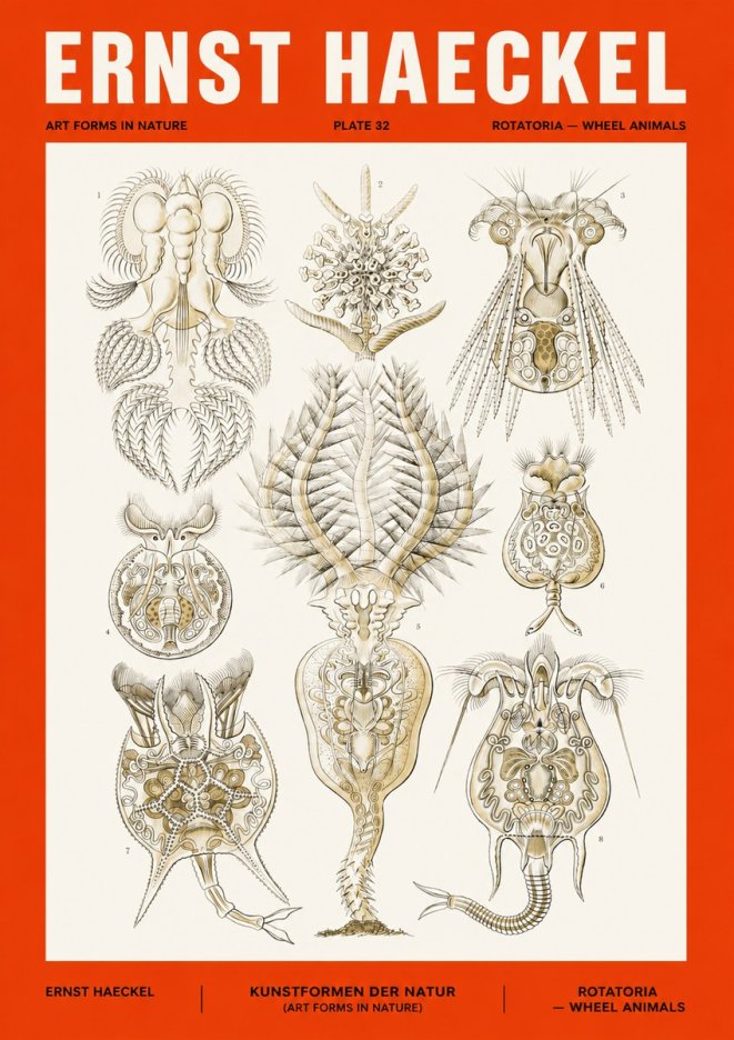 Ernst Haeckel Rotatoria - Wheel Animals No4 - Juliste