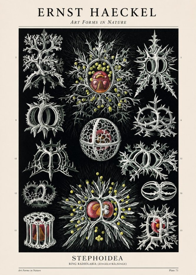 Ernst Haeckel Stephoidea No1 - Juliste