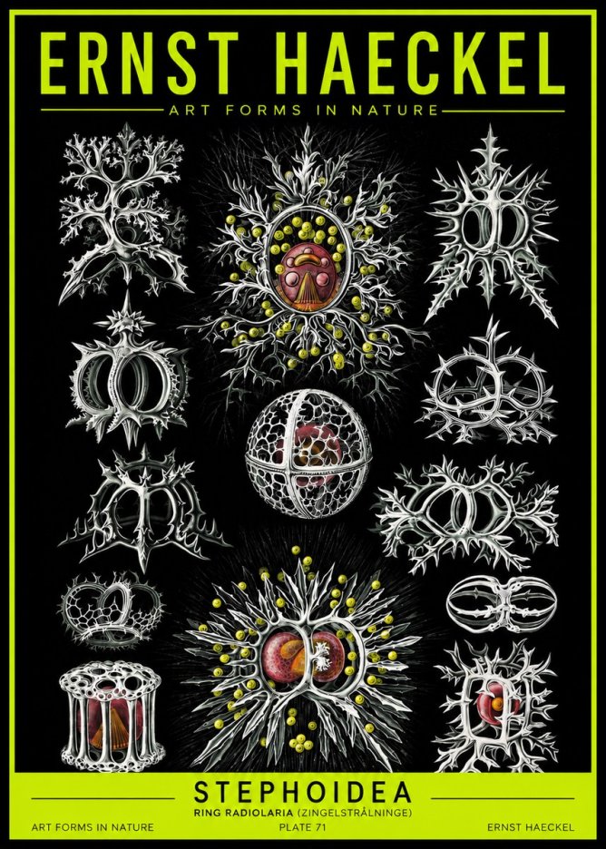 Ernst Haeckel Stephoidea No2 - Juliste