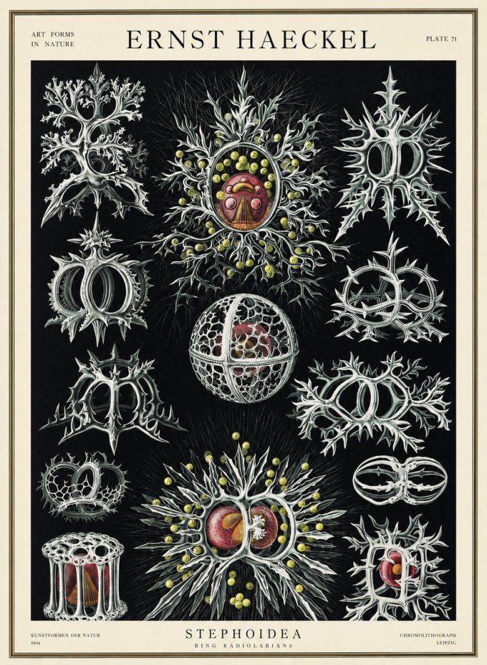 Ernst Haeckel Stephoidea No3 - Juliste