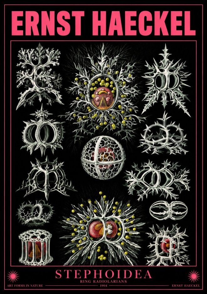 Ernst Haeckel Stephoidea No4 - Juliste