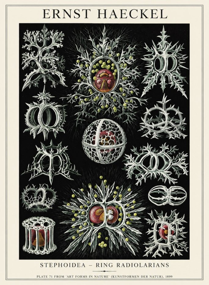 Ernst Haeckel Stephoidea No6 - Juliste